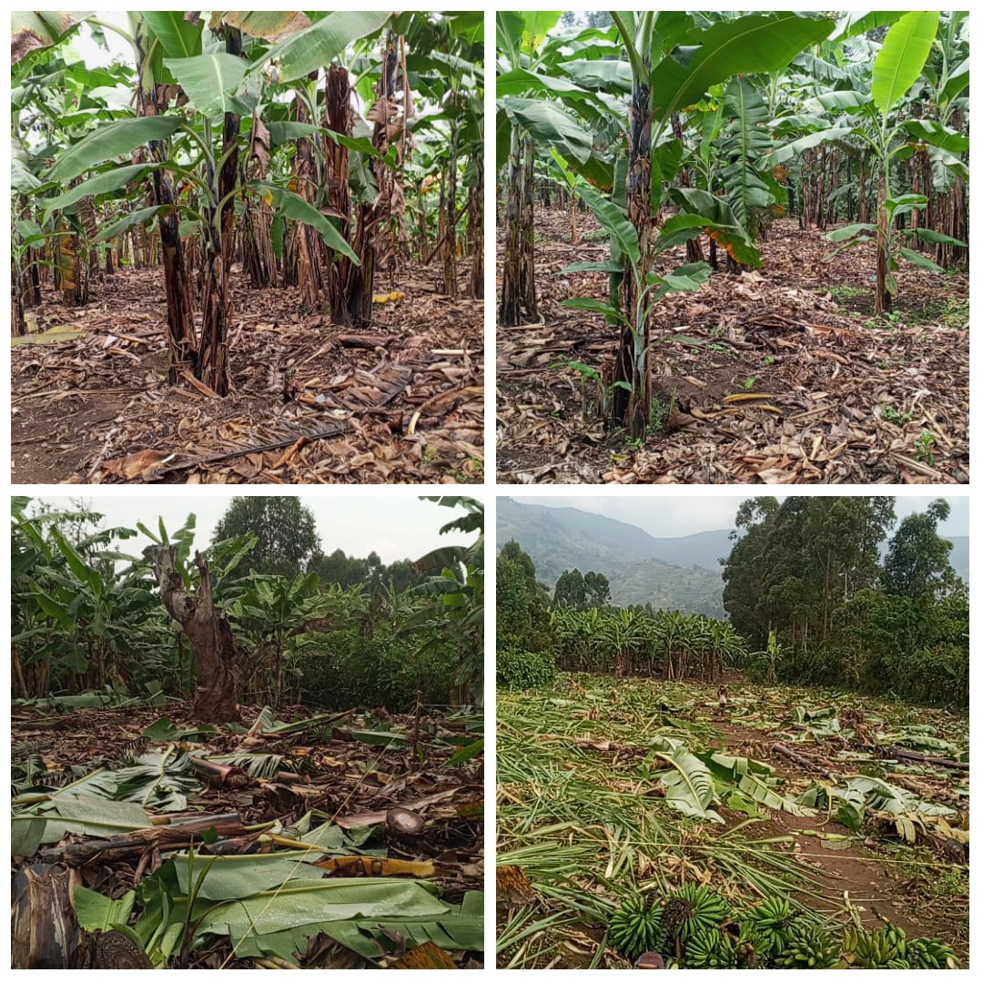 50*100ft plot in karogo north division fortportal tourism city