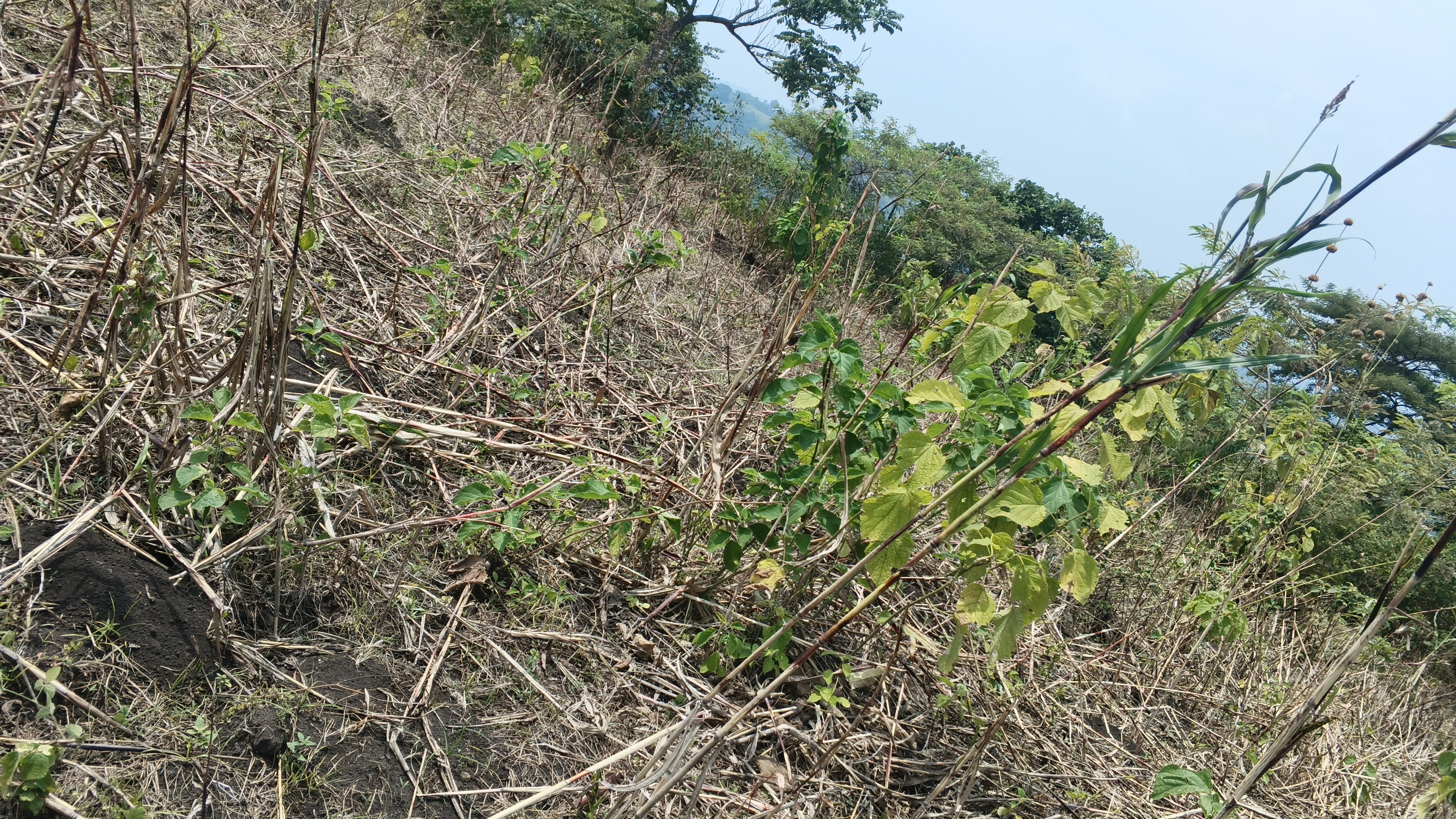 5 acres in kasunganyanja
